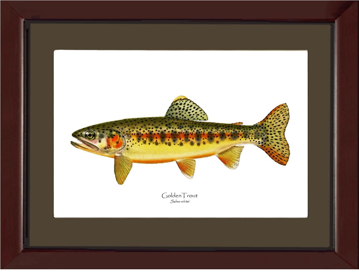 Golden Trout Vintage Wall Art Fish Print