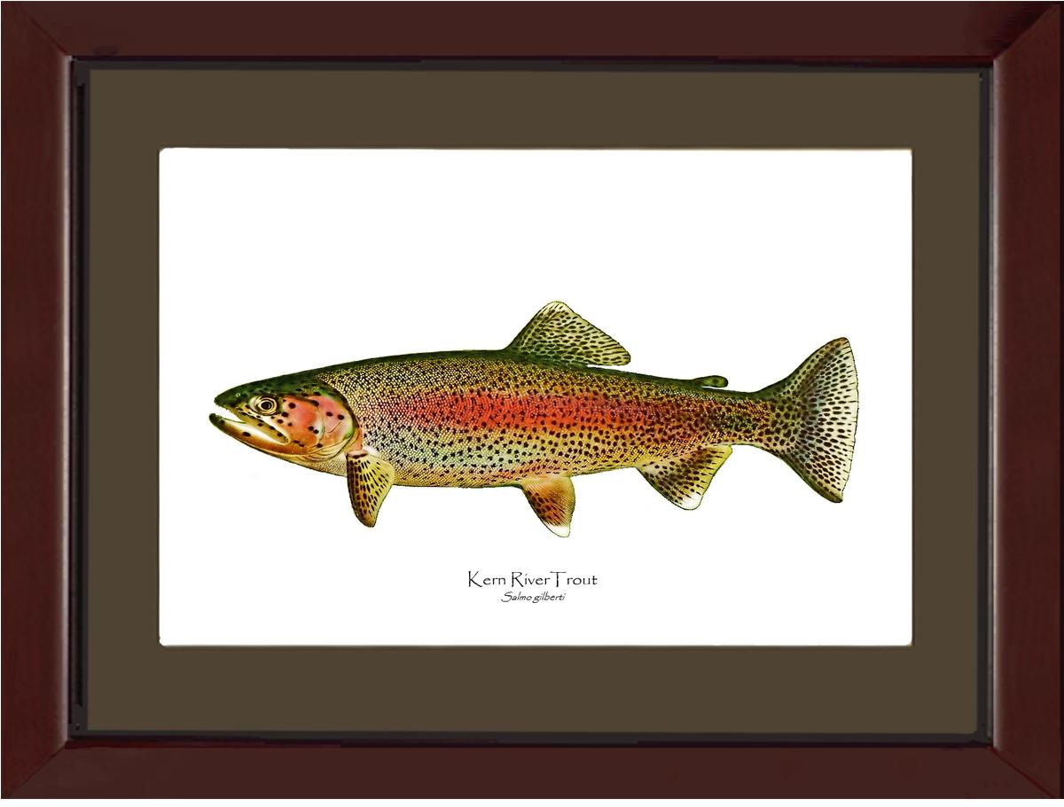 Kern River Trout | Wall Art Fish Print Vintage Wall Art Fish Print