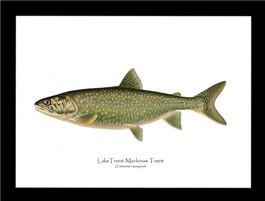 Lake Trout - Mackinaw Trout | Wall Art Fish Print Vintage Wall Art Fish Print