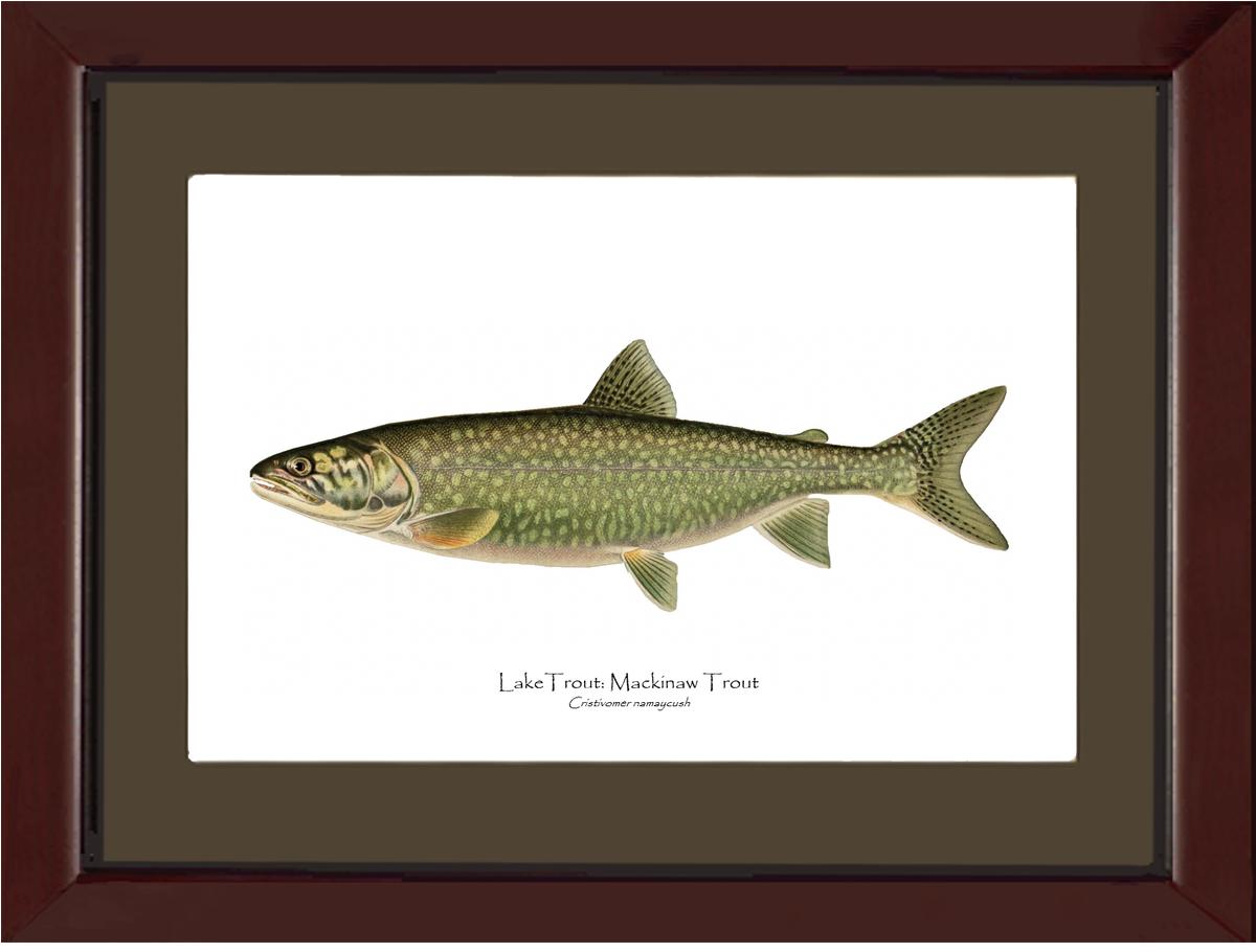 Lake Trout - Mackinaw Trout | Wall Art Fish Print Vintage Wall Art Fish Print