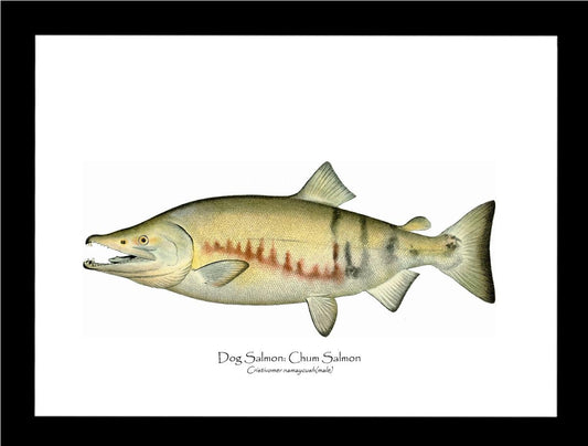 Dog Salmon - Breeding Male Vintage Wall Art Fish Print