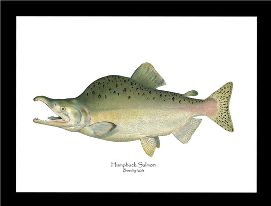 Humpback Salmon - Breeding Vintage Wall Art Fish Print