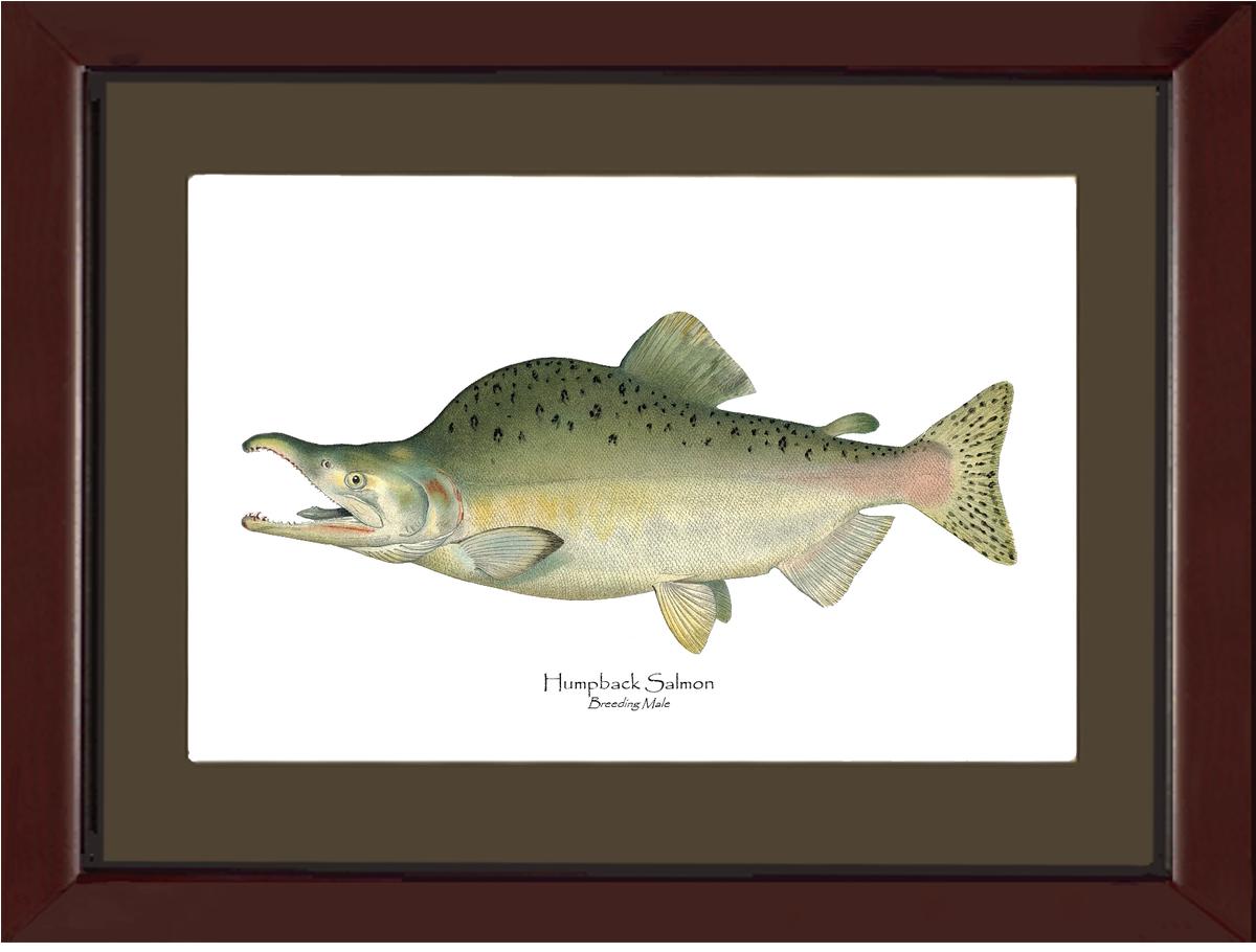 Humpback Salmon - Breeding Vintage Wall Art Fish Print