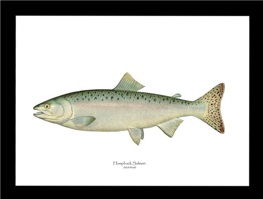 Humpback Salmon - Female Vintage Wall Art Fish Print