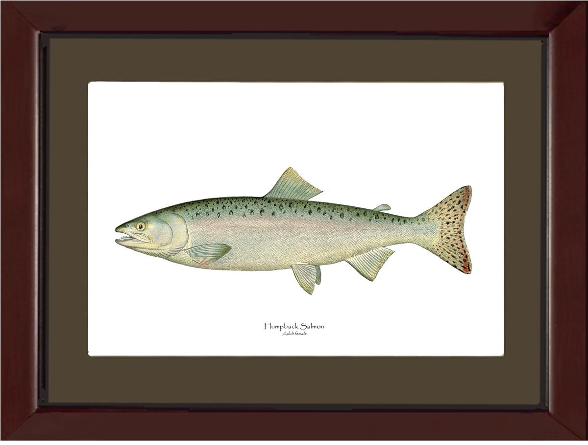 Humpback Salmon - Female Vintage Wall Art Fish Print