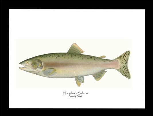 Humpback Salmon - Breeding Female Vintage Wall Art Fish Print