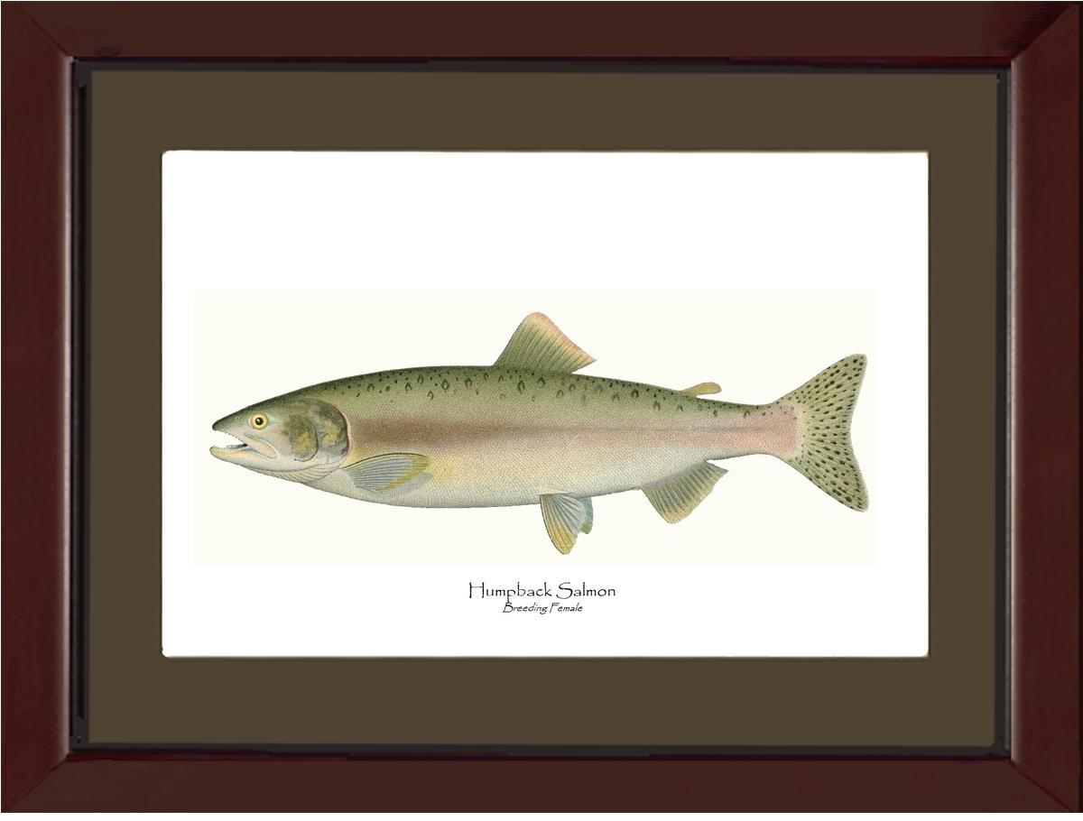 Humpback Salmon - Breeding Female Vintage Wall Art Fish Print