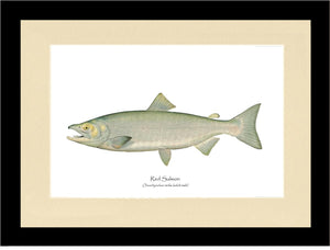 Red Salmon  - Male