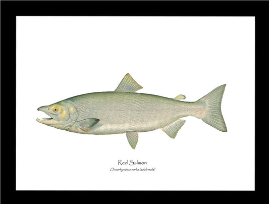 Red Salmon - Male Vintage Wall Art Fish Print