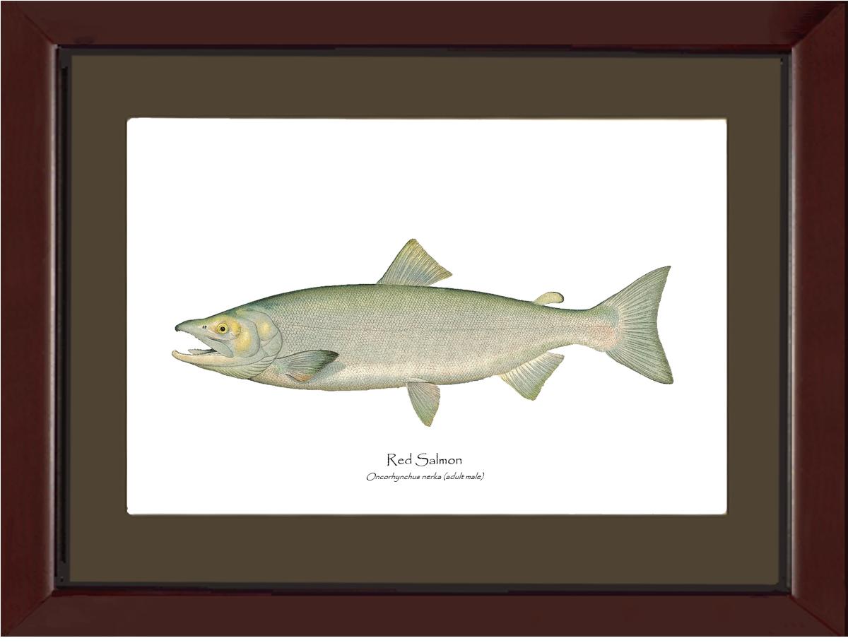 Red Salmon - Male Vintage Wall Art Fish Print