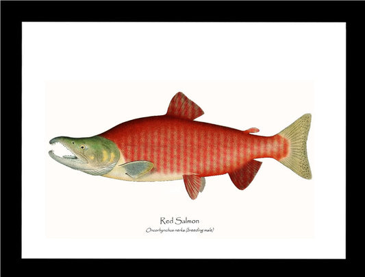 Red Salmon - Breeding Male Vintage Wall Art Fish Print