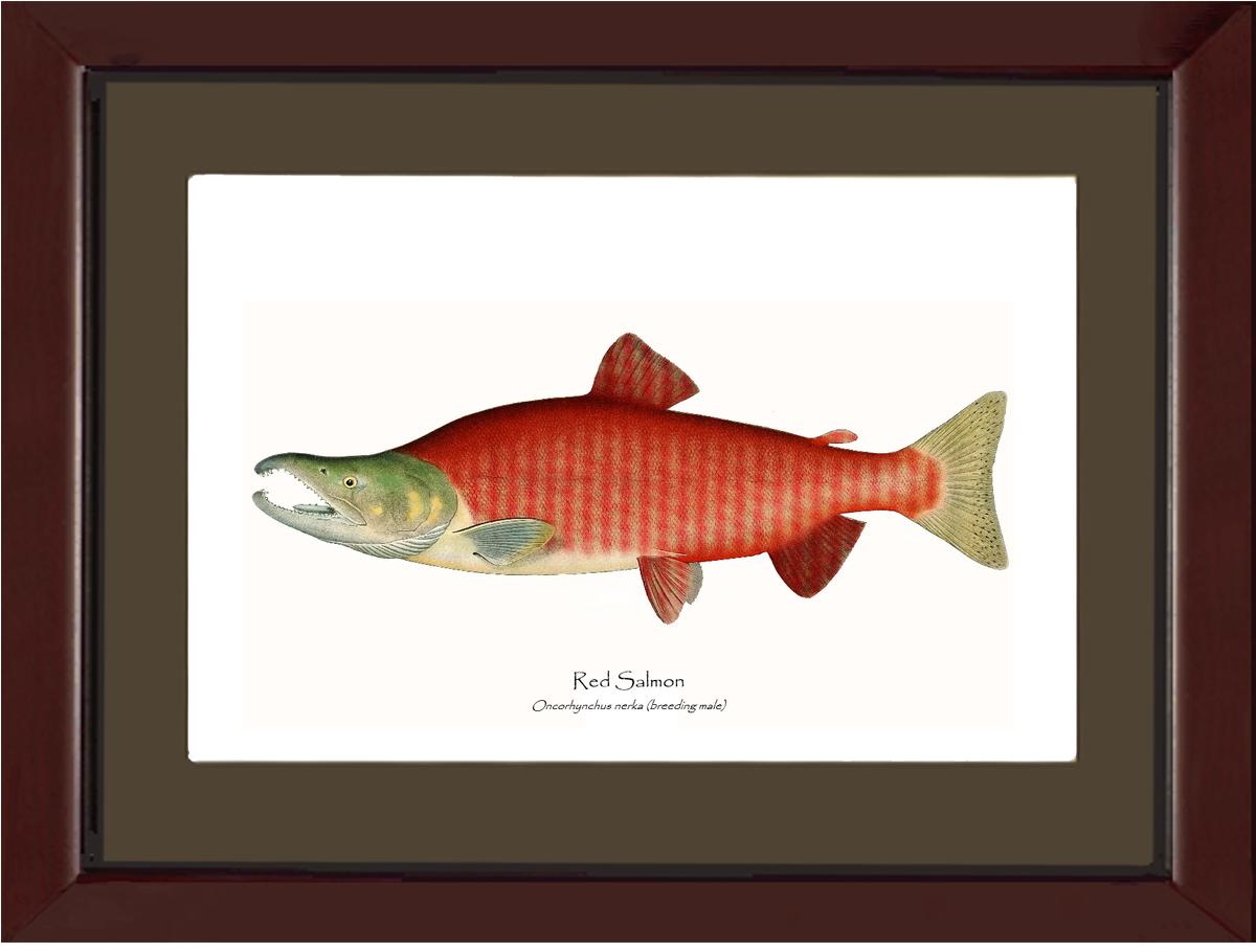 Red Salmon - Breeding Male Vintage Wall Art Fish Print