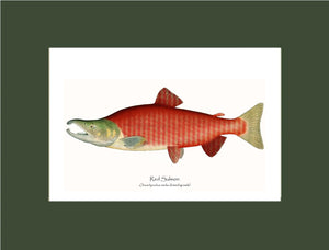 Red Salmon - Breeding Male