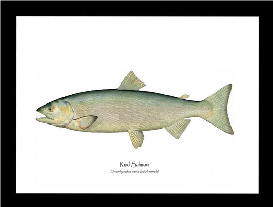 Red Salmon -Female Vintage Wall Art Fish Print