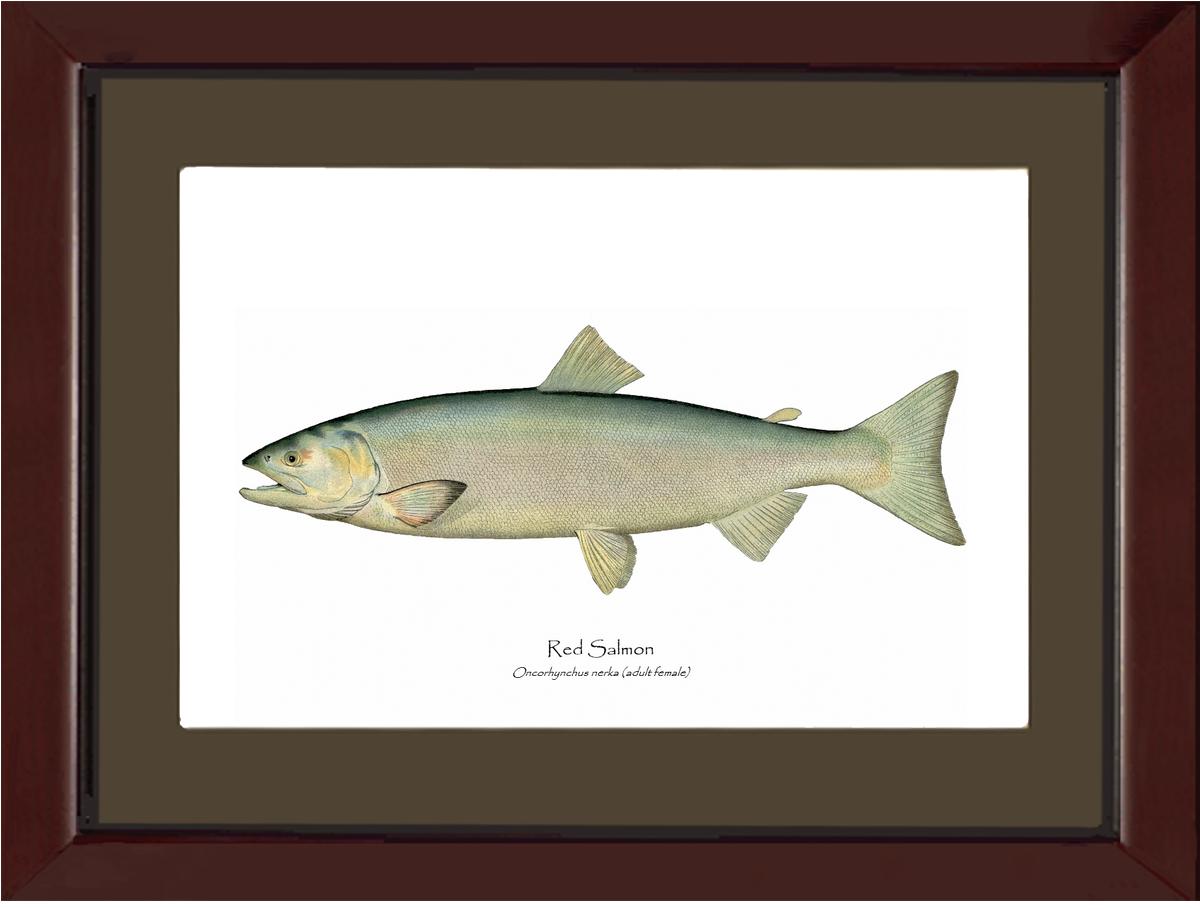 Red Salmon -Female Vintage Wall Art Fish Print
