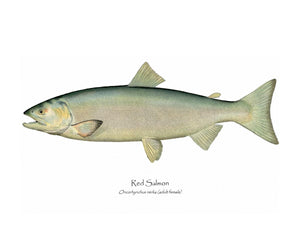 Antique Fish Print: Red Salmon -Female