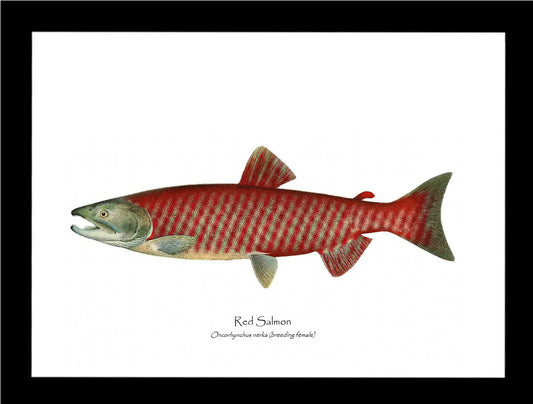 Red Salmon - Breeding Female Vintage Wall Art Fish Print