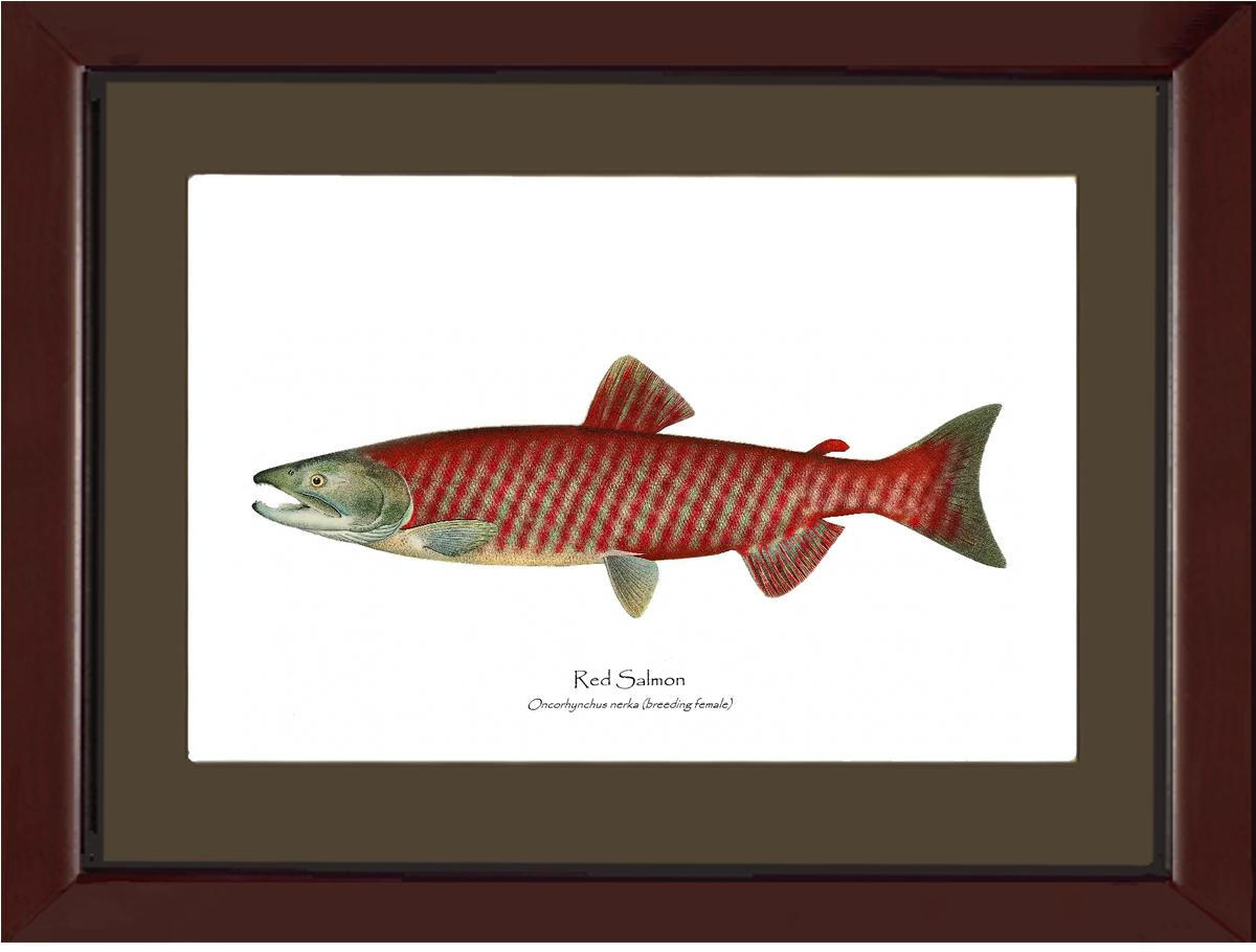 Red Salmon - Breeding Female Vintage Wall Art Fish Print