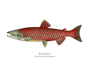 Antique Fish Print: Red Salmon - Breeding Female