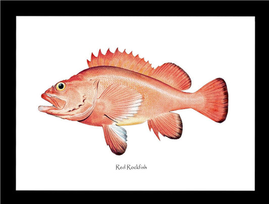 Red Rockfish Vintage Wall Art Fish Print