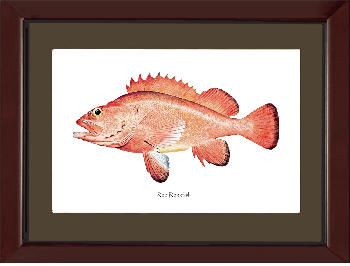 Red Rockfish Vintage Wall Art Fish Print