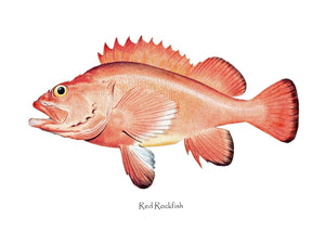 Antique Fish Print: Red Rockfish