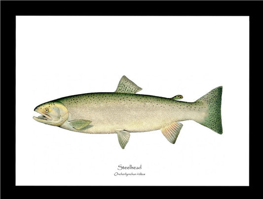 Steelhead Trout Vintage Wall Art Fish Print
