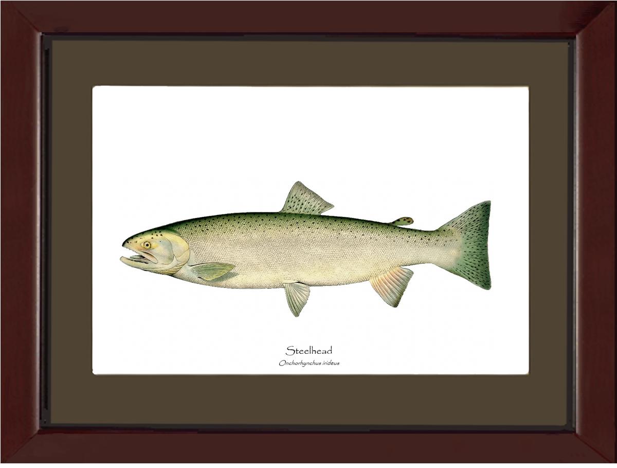 Steelhead Trout Vintage Wall Art Fish Print