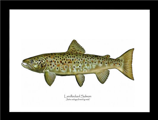 Landlocked Salmon - Breeding Male Vintage Wall Art Fish Print