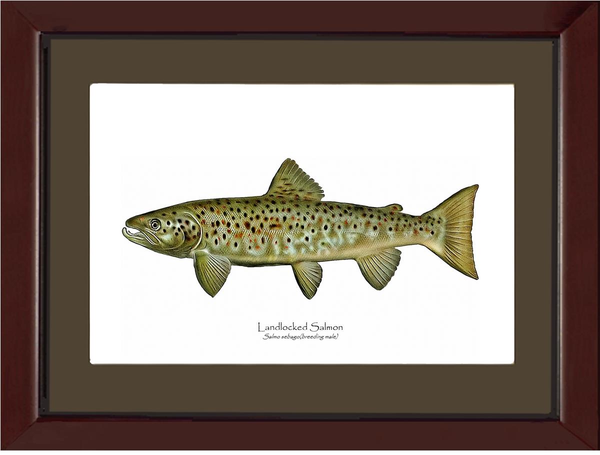 Landlocked Salmon - Breeding Male Vintage Wall Art Fish Print