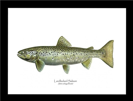 Landlocked Salmon - Salmo sebago(female) Vintage Wall Art Fish Print