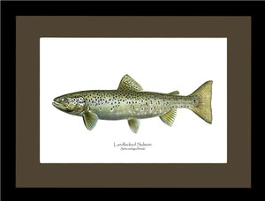 Landlocked Salmon - Salmo sebago(female)