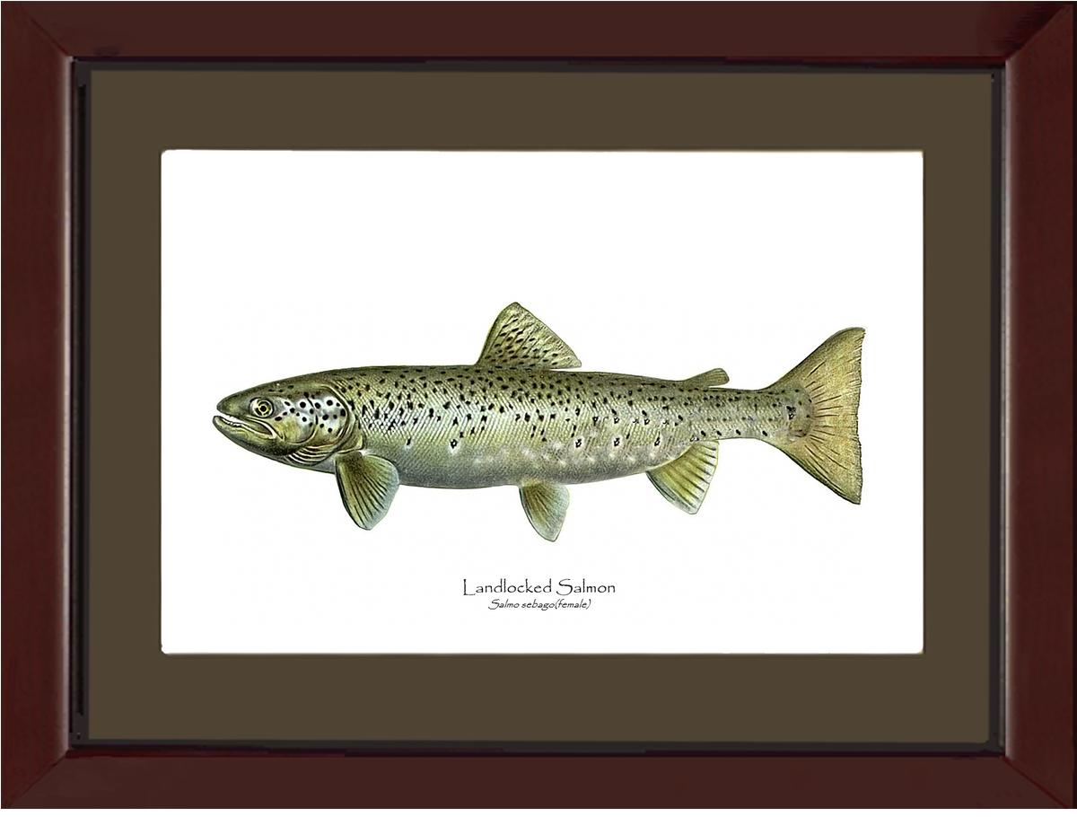 Landlocked Salmon - Salmo sebago(female) Vintage Wall Art Fish Print
