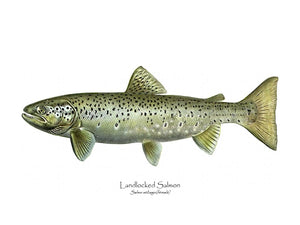 Antique Fish Print: Landlocked Salmon - Salmo sebago(female)