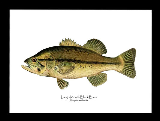 Largemouth Bass Vintage Wall Art Fish Print