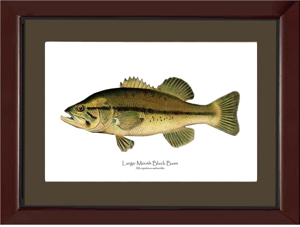 Largemouth Bass Vintage Wall Art Fish Print