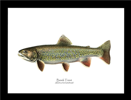Speckled Trout (Brook Trout) Salvelinus fontinalis Vintage Wall Art Fish Print