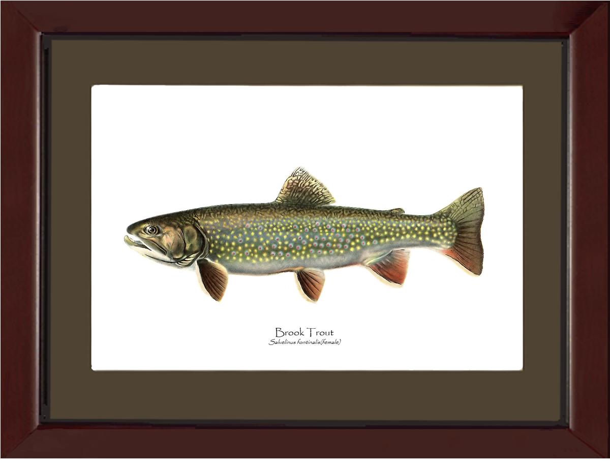 Speckled Trout (Brook Trout) Salvelinus fontinalis Vintage Wall Art Fish Print