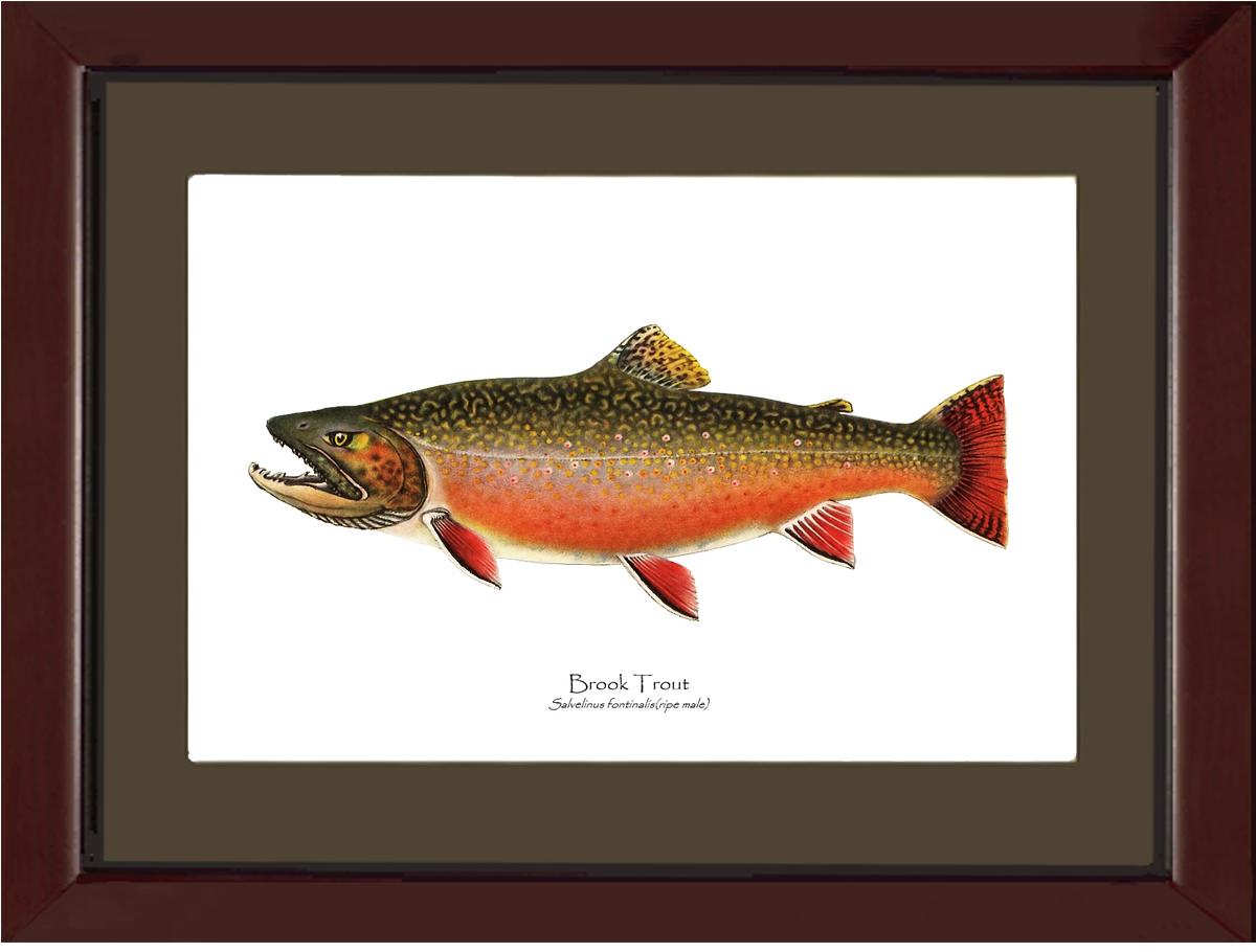 Speckled Trout (Brook Trout) - Ripe Male Vintage Wall Art Fish Print
