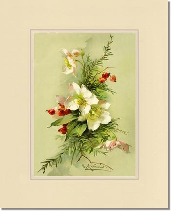 Victorian Print: Christmas Rose | Victorian Wall Art Print