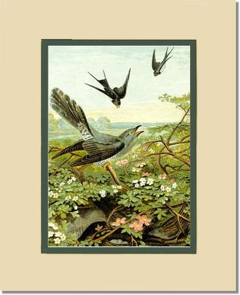 Victorian Print: Swallows | Victorian Wall Art Print