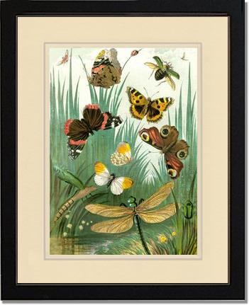 Butterflies #1 - Vintage Nature Wall Art | Victorian Wall Art Print