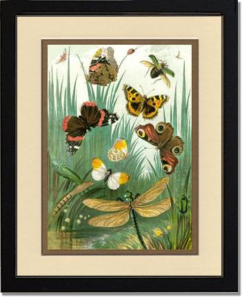 Butterflies #1 - Vintage Nature Wall Art | Victorian Wall Art Print