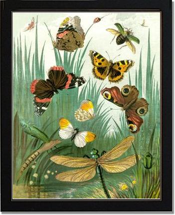 Butterflies #1 - Vintage Nature Wall Art | Victorian Wall Art Print