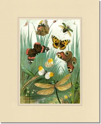 Butterflies #1 - Vintage Nature Wall Art | Victorian Wall Art Print