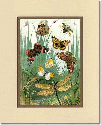 Butterflies #1 - Vintage Nature Wall Art | Victorian Wall Art Print