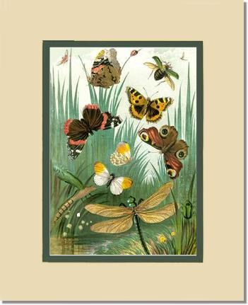 Butterflies #1 - Vintage Nature Wall Art | Victorian Wall Art Print