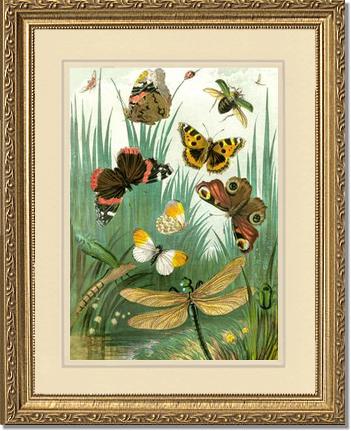 Butterflies #1 - Vintage Nature Wall Art | Victorian Wall Art Print