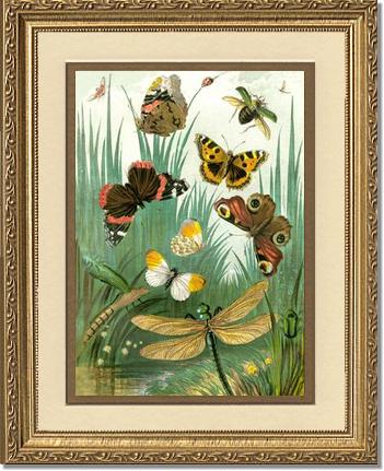 Butterflies #1 - Vintage Nature Wall Art | Victorian Wall Art Print