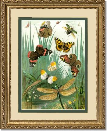 Butterflies #1 - Vintage Nature Wall Art | Victorian Wall Art Print